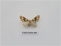 藏品(尺蛾568)的圖片